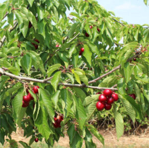 Cereza en C. Valenciana: cuantiosas pérdidas por lluvias y pedrisco