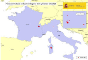 47 focos de Dermatosis Nodular Contagiosa en Francia e Italia