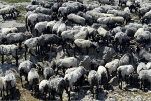 Cantabria llama a vacunar contra la lengua azul ante la aparición de nuevos focos