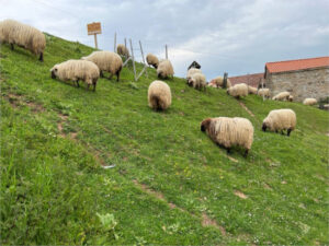 Cantabria dispone de vacunas contra el serotipo 3 de lengua azul para todo el ovino