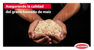 Asegurando la calidad del grano húmedo de maíz