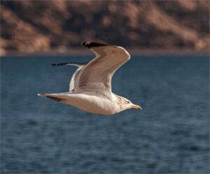 Cantabria confirma dos nuevos casos de influenza aviar en gaviotas