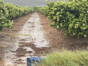 Máxima preocupación en la agricultura valenciana por las lluvias torrenciales y el granizo