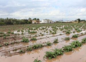 Las lluvias de la borrasca Gabrielle han sido positivas para el campo valenciano pese a daños puntuales