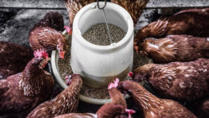 España se mantiene como primer productor de piensos de la Unión Europea