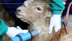 Los veterinarios piden reforzar la vacunación frente al avance de la lengua azul