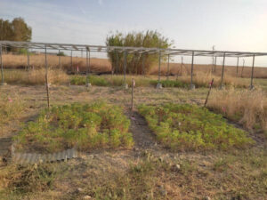 La tedera podría igualar o superar la productividad de la alfalfa en secano