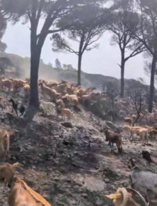 La Peña de Tarifa ha quedado excluida del decreto de ayudas por los incendios