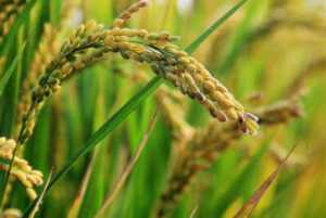 El arroz europeo pide auxilio ante la avalancha de importaciones