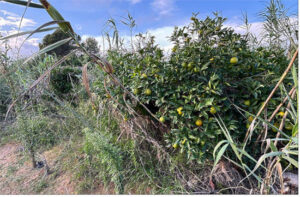 Más del 40% de las explotaciones valencianas siguen sin recuperarse tras la DANA