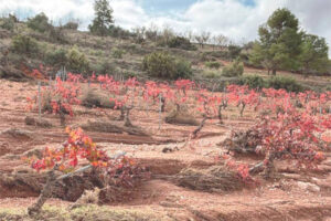 Andalucía dará 4 tipos de ayudas por los daños por las borrascas