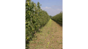 Convocadas ayudas para explotaciones agrícolas afectadas en Cataluña