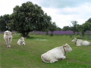Extremadura impulsa la cría en pureza de razas autóctonas con nuevas ayudas a ganaderos