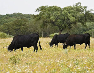 Castilla y León impulsa la conservación de sus razas autóctonas con ayudas de 250.000 €