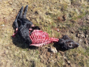 El sector ganadero alerta de una situación insostenible por los ataques de lobo en distintas zonas de España