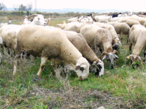 Andalucía convocará ayudas por lengua azul la próxima semana