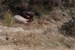 Nuevos asaltos a explotaciones de ovino en Colmenar Viejo
