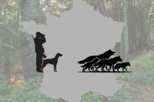 Francia mantiene el cupo de sacrificio del lobo y limita los disparos a zonas prioritarias