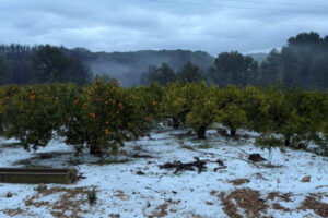 75.000 t de cítricos afectadas por granizo y lluvias en C. Valenciana