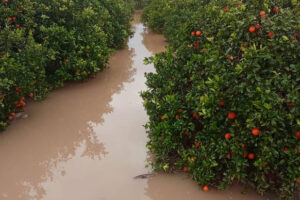 3 M€ en daños por lluvias y pedrisco en cultivos de Valencia y Alicante