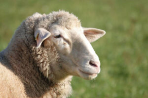 Ovino de leche y huella de carbono: Castilla y León se suma a Life Green Sheep
