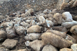 122 ovejas muertas de miedo (literalmente)