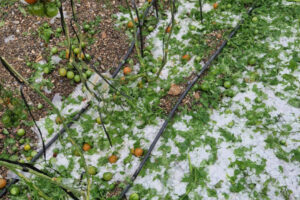 15 ha de invernaderos afectadas por la granizada en Granada
