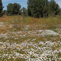 Imagen miniatura para la imagen principal del anuncio