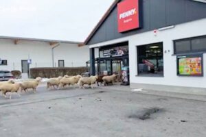 Un rebaño se cuela en un supermercado en Alemania