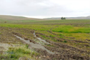 Castilla y León declara como excepcional la campaña agrícola 2025-2026 por los daños meteorológicos