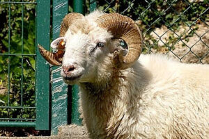 La metagenómica se abre paso para una inseminación ovina sin antibióticos