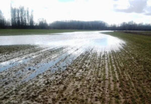 El temporal agrava los daños en olivar, cereal y cítricos y deja fincas intransitables