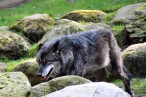 ASAJA pide a Bruselas que exija datos actualizados del censo del lobo