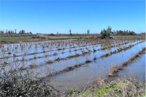 Convocadas las ayudas de acceso a la financiación por 100 M€ por las borrascas