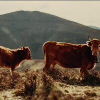 Imagen miniatura para la imagen principal del anuncio