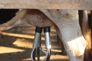 Los ganaderos de leche no cubren costes y el campo asturiano sale a la calle este viernes