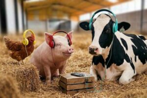 ¿Puede la música influir en los animales de granja?