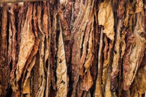 Asaja Extremadura alerta de nuevas trabas al cultivo del tabaco
