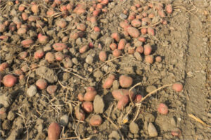 OIPACYL pide prudencia a los productores ante el posible cambio en el mercado de la patata