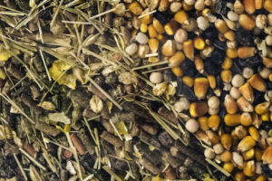 El mayor precio del grano y los aminoácidos va a pesar en la alimentación animal