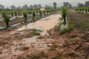 Las ayudas por borrascas pasan de ser de oficio a un galimatías jurídico-administrativo denuncia ASAJA