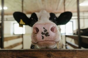 Países Bajos pagará 1.606 euros por vaca lechera para reducir su cabaña