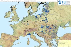 El contacto entre granjas, la principal causa de la propagación de la PPA en Rumania