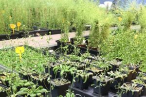 Descifran cómo las plantas regulan su respuesta a la sequía