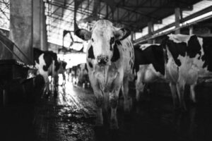 La vaca española nunca fue tan productiva ni el ganadero tan escaso