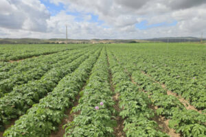 Prevista una caída histórica de la cosecha francesa de patata