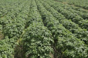 La paradoja de la patata española: más hectáreas pero idéntica dependencia de la importación francesa
