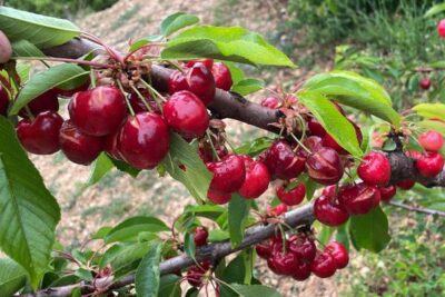La cereza alicantina, sin red ante heladas y lluvias