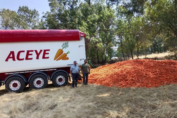 ASAJA Ávila coordina el envío de zanahorias solidarias para el ganado afectado por los incendios