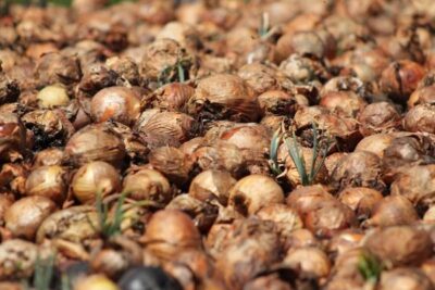 Cebolla que se queda en el campo porque recogerla cuesta dinero
